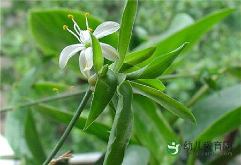 家里吊兰开花寓意什么