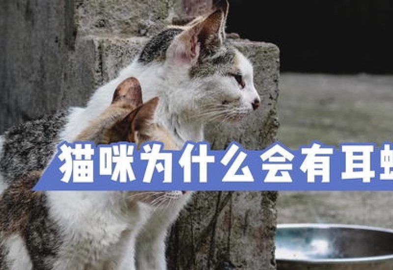 猫怎么会有耳螨