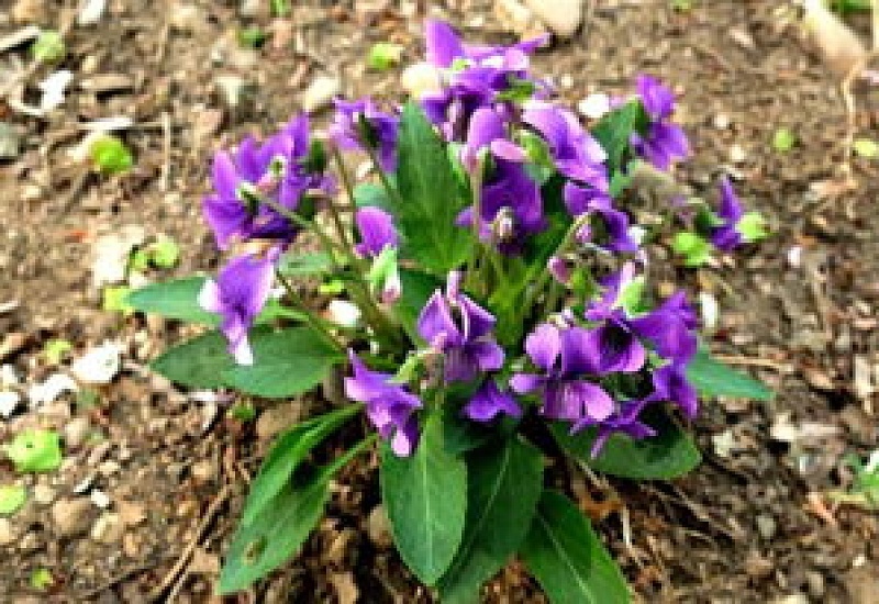 紫花地丁种子怎么种