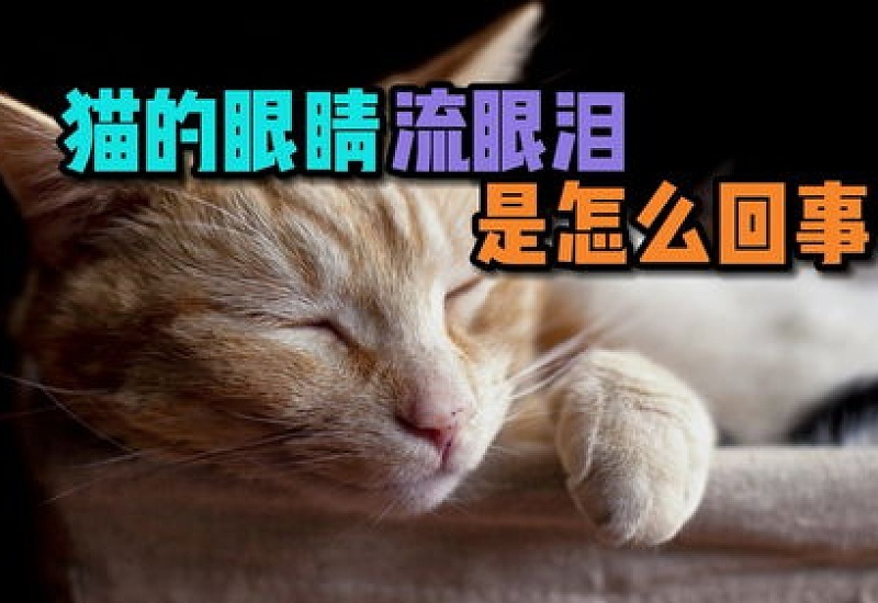 猫总是流泪是怎么回事