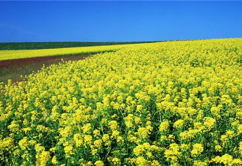 油菜花冬季开花吗