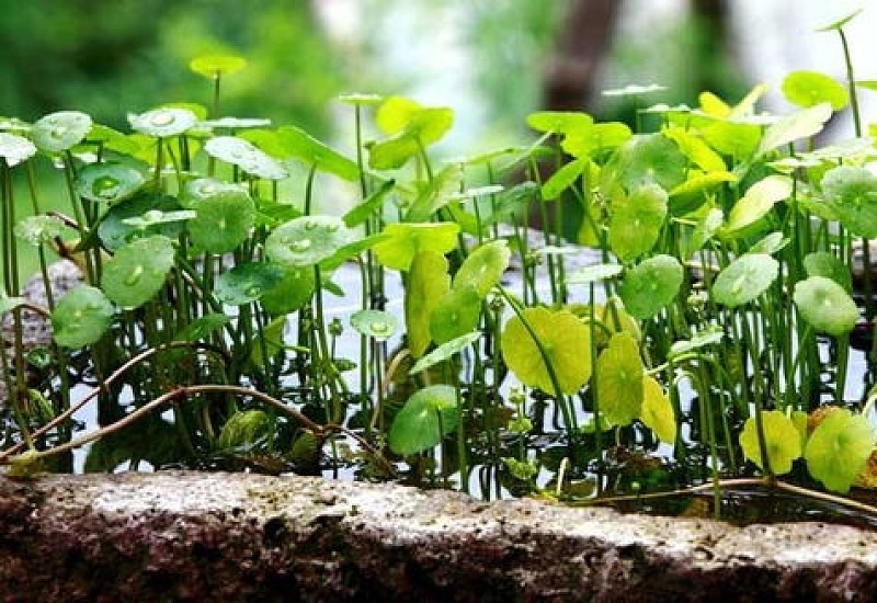 花卉无土栽培 *** 