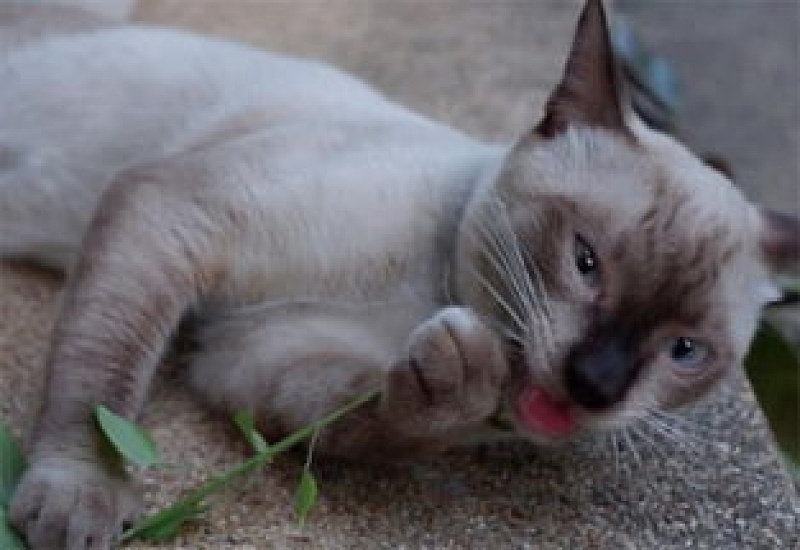 猫吸猫薄荷吸多了会怎么样