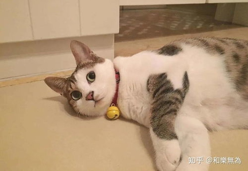 猫发情了怎么办啊