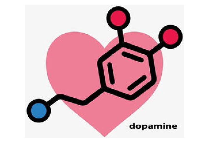 爱情和多巴胺的关系是什么呢？爱情是多巴胺的产物吗