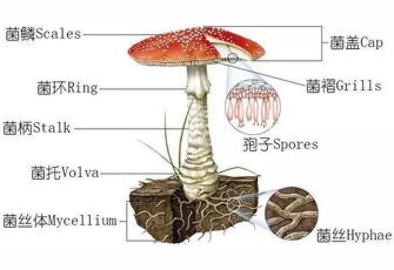 子实体包括什么