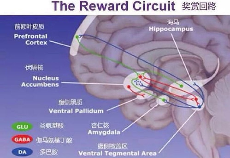 多巴胺是分泌快乐的吗？多巴胺分泌路径