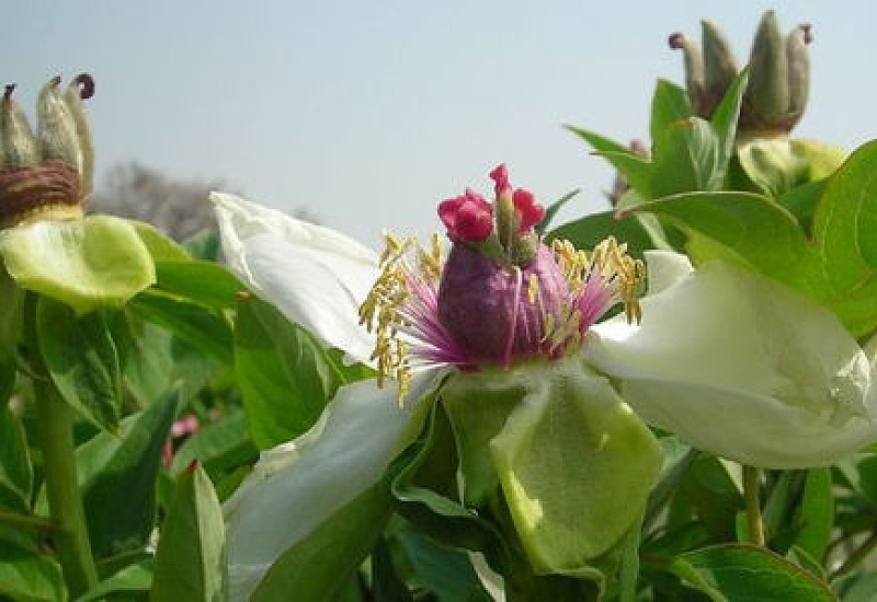 什么植物没有花和果实