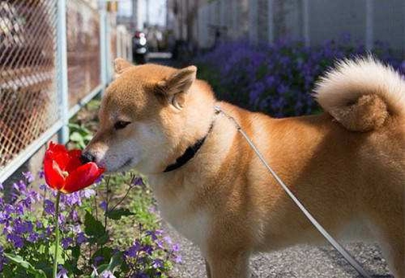 柴犬半夜嚎叫怎么回事