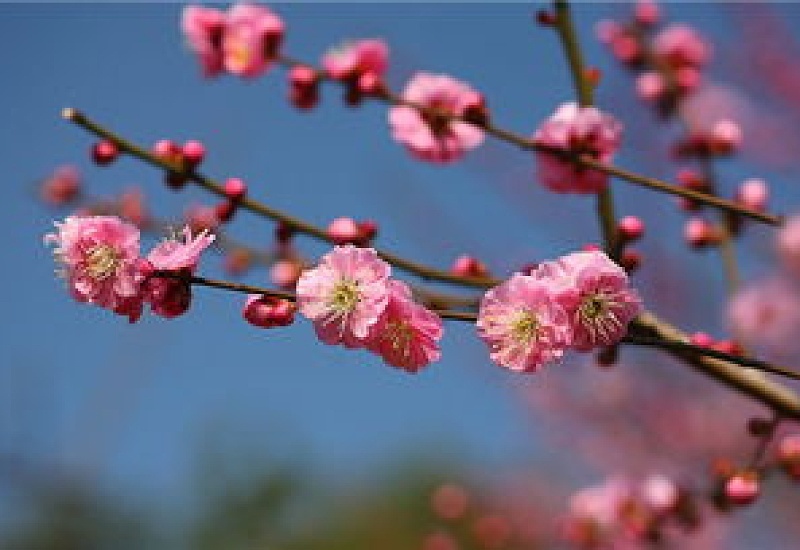 梅花的花语是什么