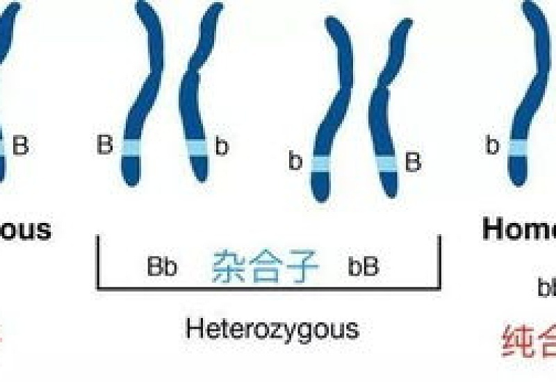 什么叫稳定遗传