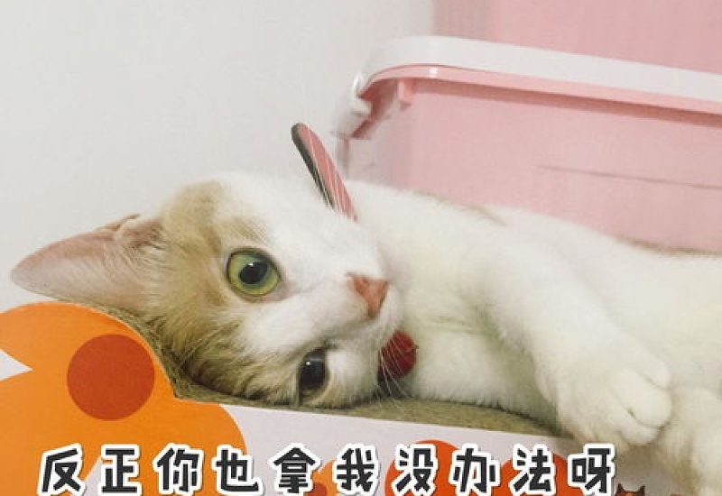 怎么解决猫咪乱尿的问题