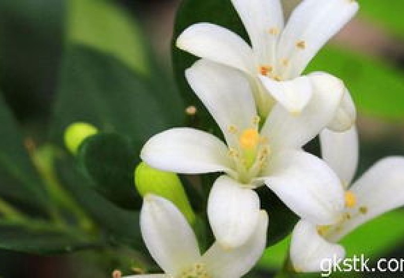 万里香花图欣赏