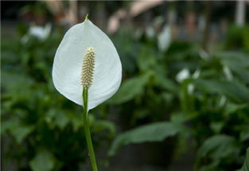 白掌花瓣变黑了怎么办