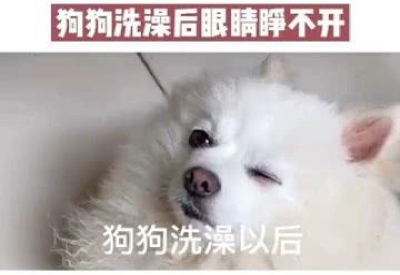 狗狗眼睛洗澡后睁不开怎么办