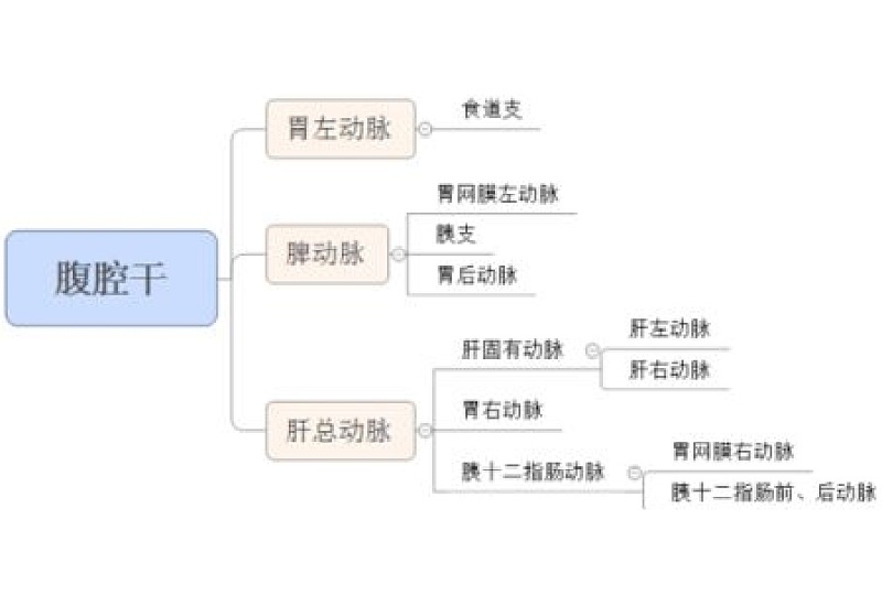 腹腔干的分支有哪三个