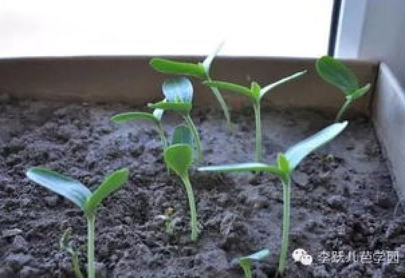 阳台怎么种植小葫芦 种子选比较小个头品种，长出来会更美观