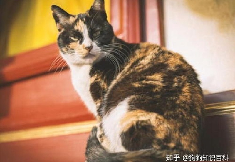 猫咪的毛球症的表现