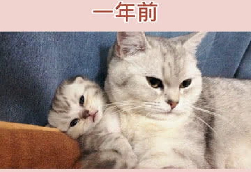 猫咪有奶了是不是快生了