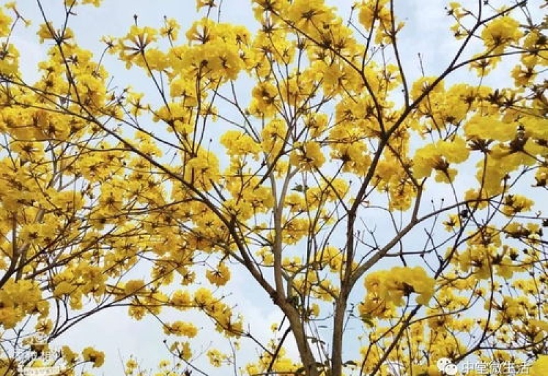 黄花风铃木花语是什么