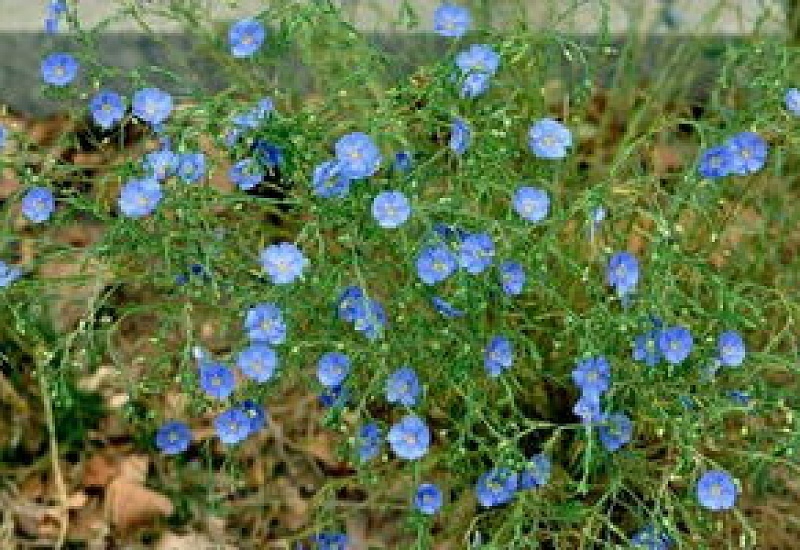 蓝亚麻的花语和传说