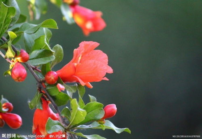 石榴花长什么样?