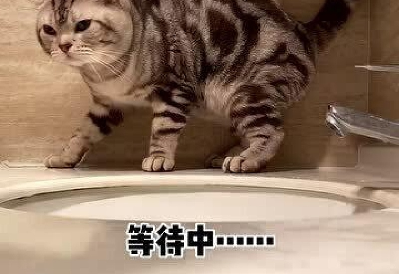 怎么给小猫洗澡它才不动