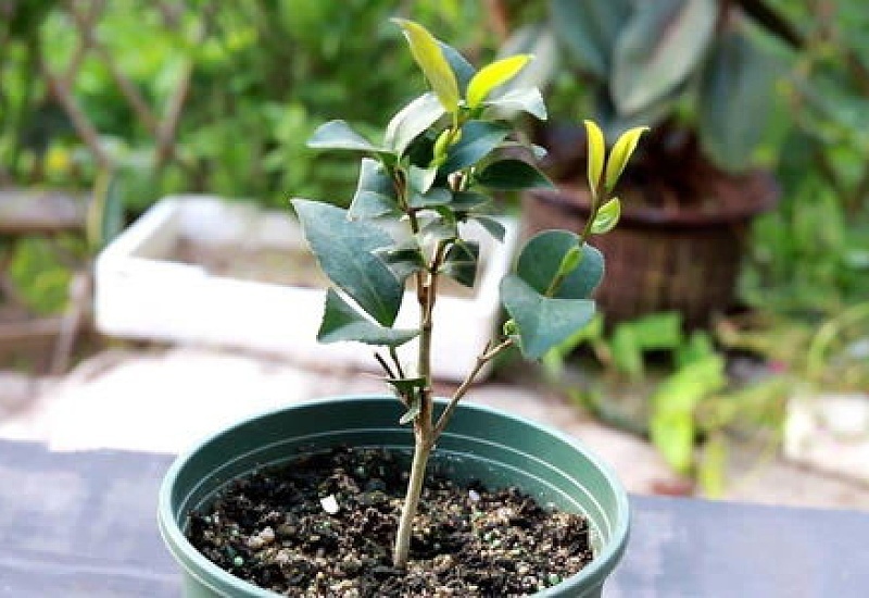 茶花种子怎么种植 *** 