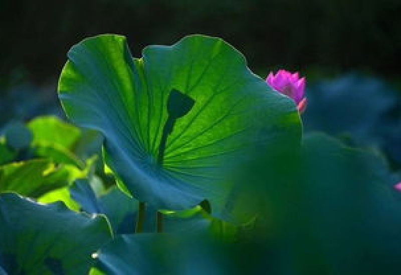 清凉如水之花，夏季必定要选它！