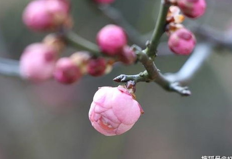 梅花怎么修剪枝叶