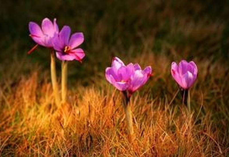 藏红花种植 *** ，室内可以种植吗