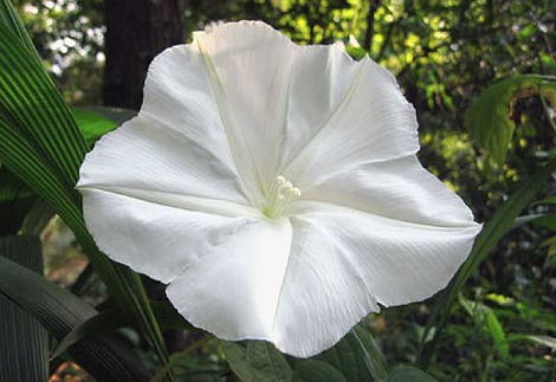 月光花的养殖 ***