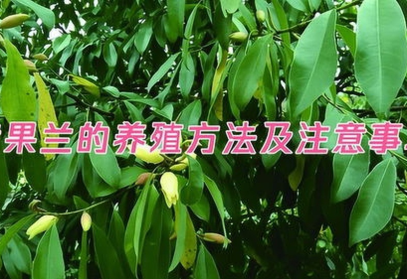 油茶的养殖 *** 及注意事项