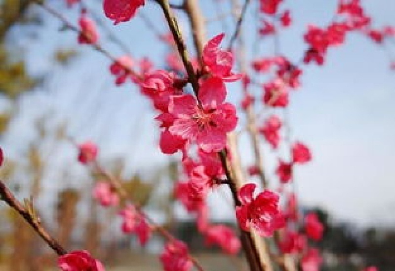 桃花修剪什么时间最好，桃花可以重剪吗