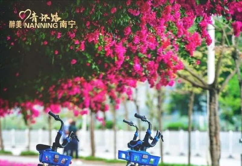 格桑花是什么花，格桑花什么时候开