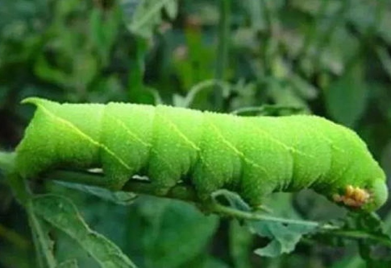 豆虫是什么，会危害哪些园林植物