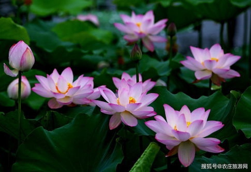 荷花不开花是什么原因