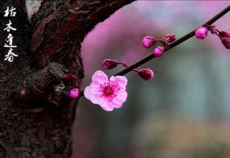 梅花生长在什么地方