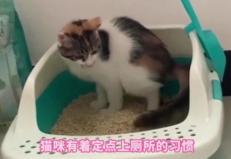 猫屁股上总是有屎怎么办