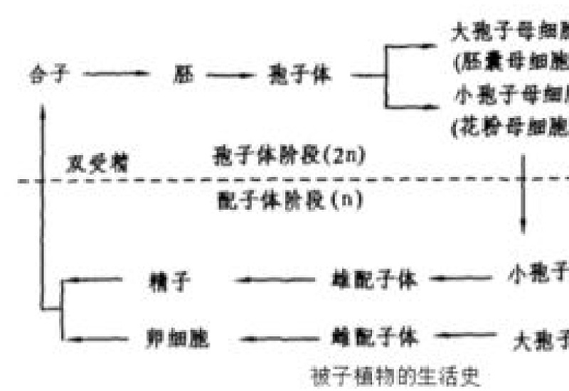 被子植物有世代交替现象吗