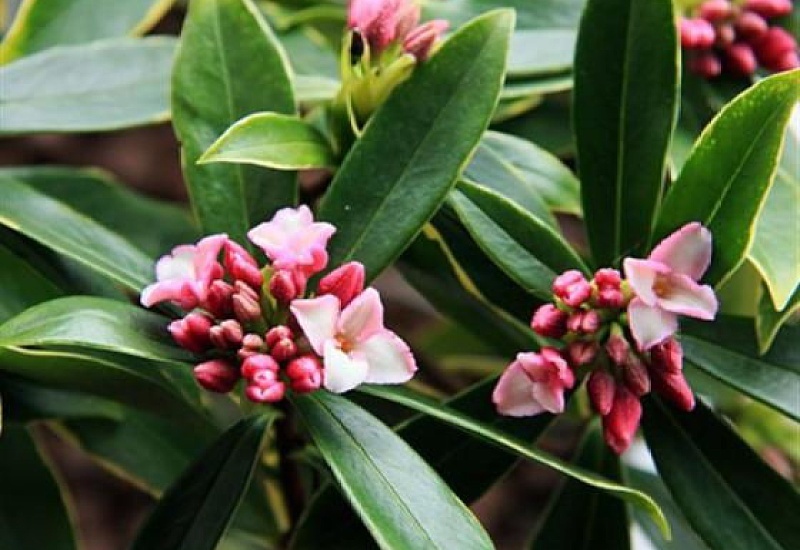 金边瑞香花苞变黑脱落，还能救活吗