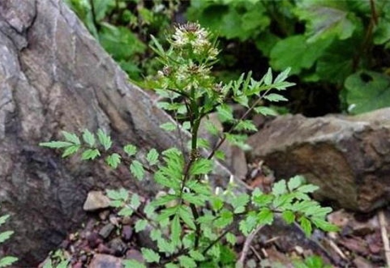 还亮草什么时候开花