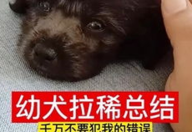 狗狗突然拉稀不吃饭