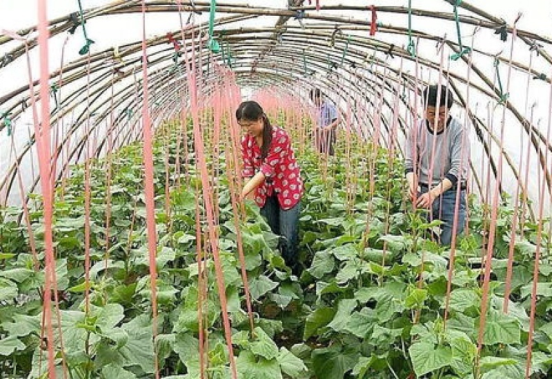 南方4月份种植什么蔬菜不施农药