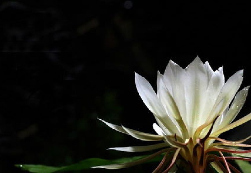 昙花对室内家居的影响