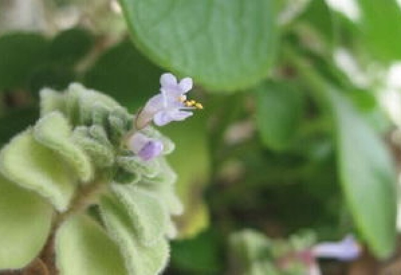 碰碰香什么时候开花（几年可以开花）