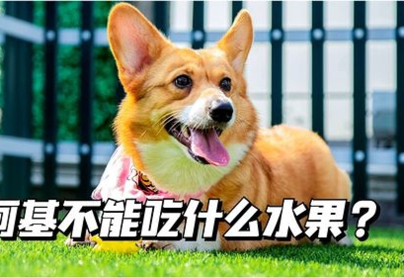 柯基犬能吃火龙果吗