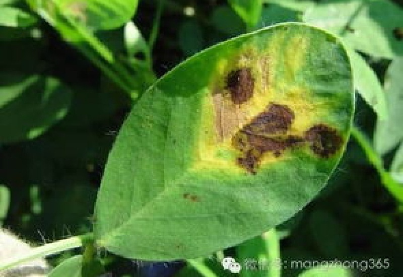 啤酒花生虫了怎么办 常见的病虫害防治