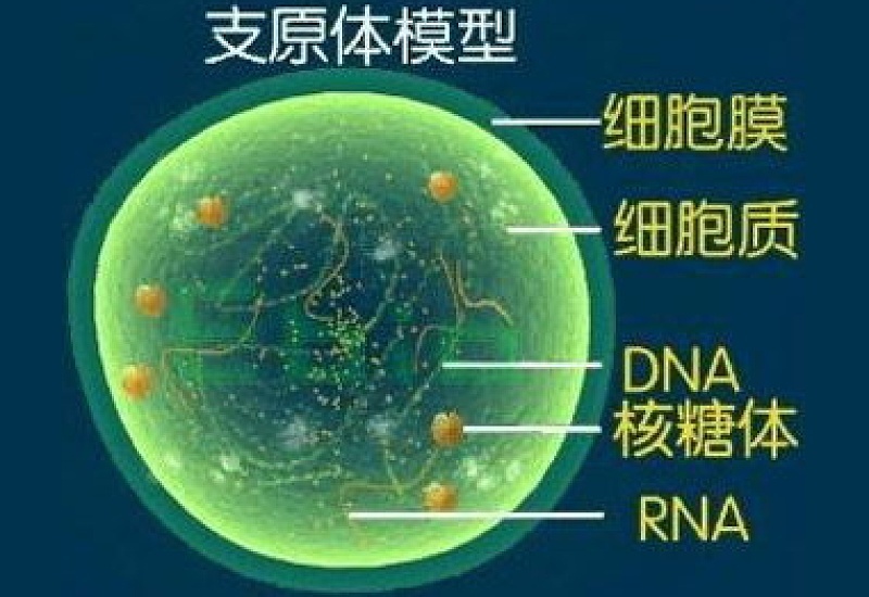 支原体肺炎是病毒还是细菌感染