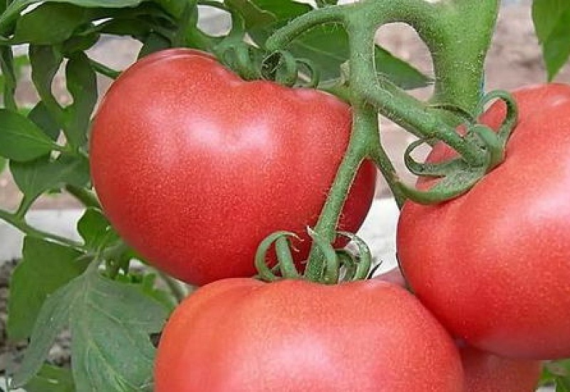 冬天西红柿可以放多久